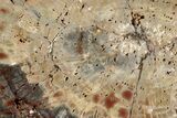 Polished Petrified Wood (Araucarioxylon) Slab - Arizona #305320-1